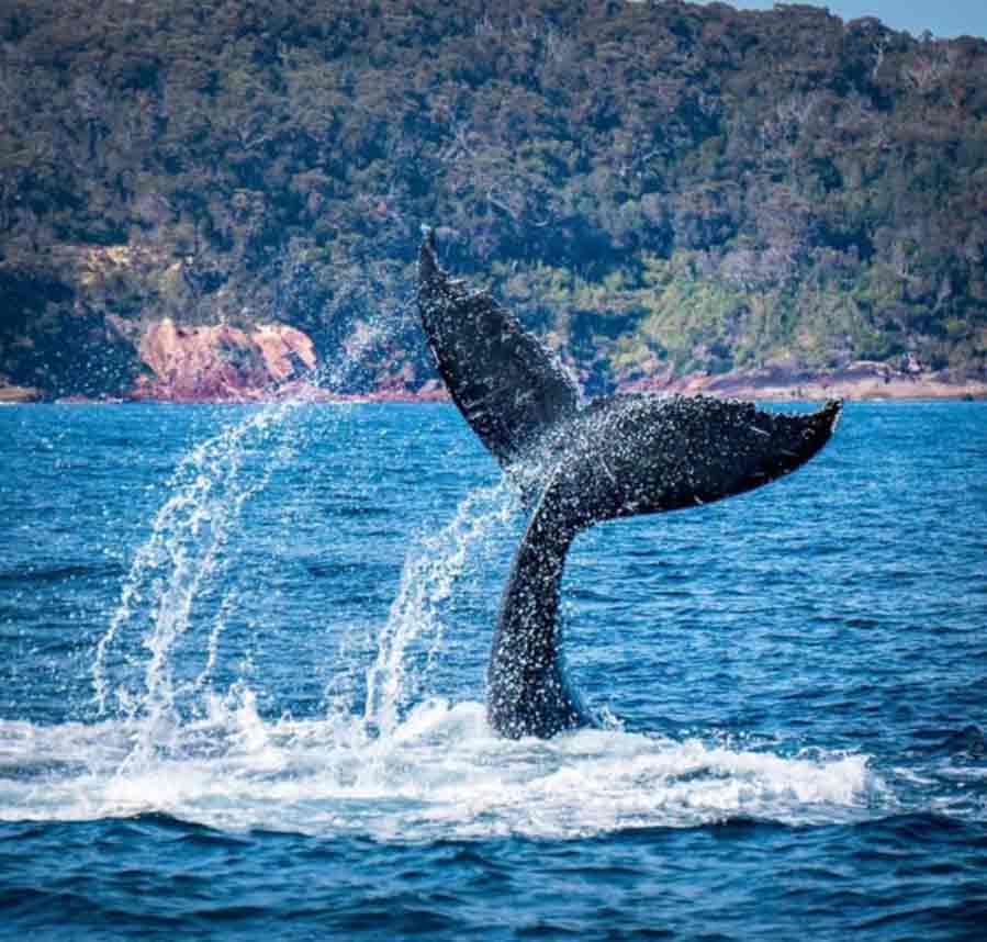 whale jumping out of the water at Eden Whale Festival